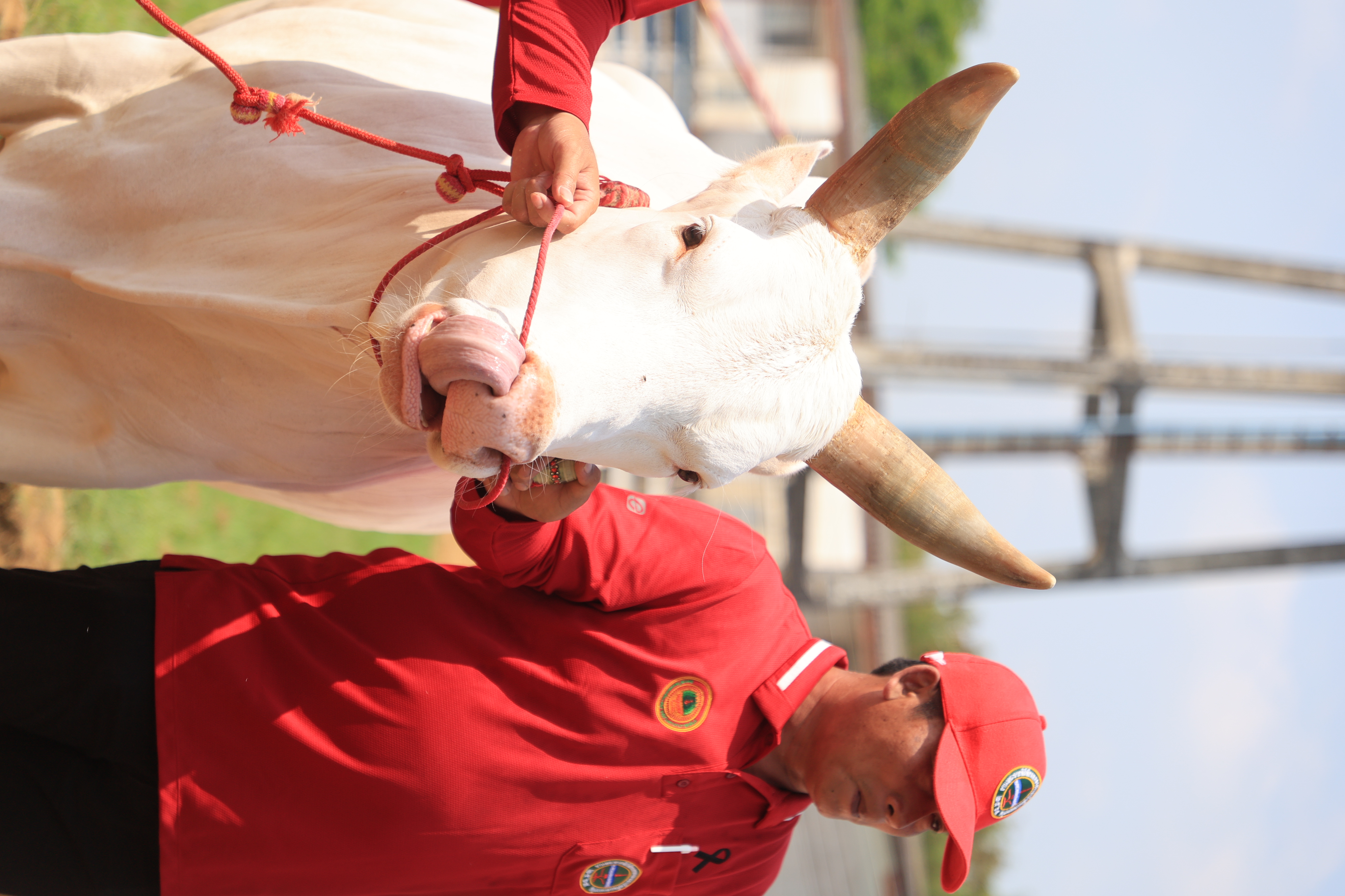 title - ส.ป.ก. เข้าร่วมการตรวจเยี่ยมการจัดเตรียมพระโค ในงานพระราชพิธีพืชมงคลจรดพระนังคัลแรกนาขวัญ ประจำปี 2569